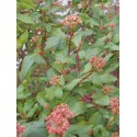 Viburnum globosum x 'Jermyns Globe' - viorne globuleuse