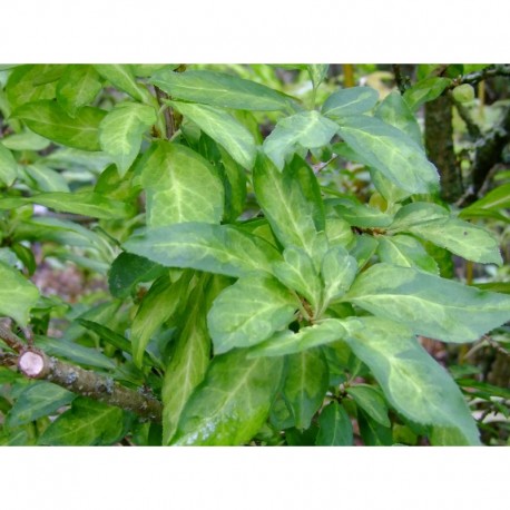 Forsythia intermedia x 'Fiesta'