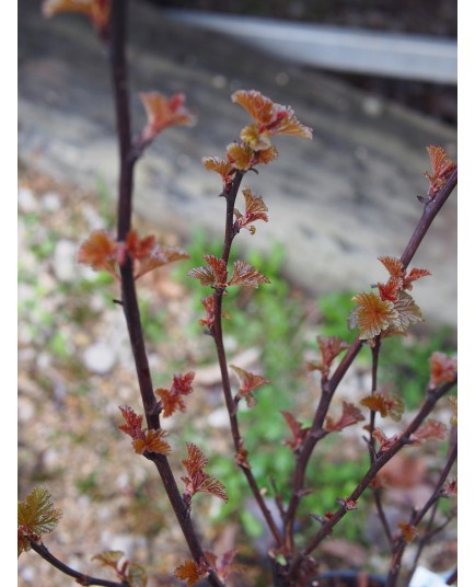 Physocarpus opulifolius 'Rubella'