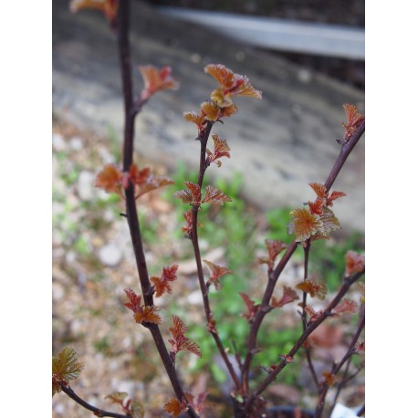 Physocarpus opulifolius 'Rubella'