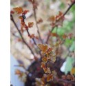 Physocarpus opulifolius 'Rubella'