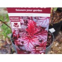 Physocarpus opulifolius 'Rubella'