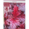 Physocarpus opulifolius 'Rubella'