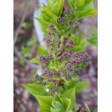 Syringa vulgaris ' Nadezhda'