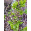 Syringa vulgaris ' Nadezhda'