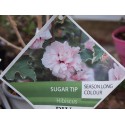 Hibiscus syriacus 'Sugar Tip'