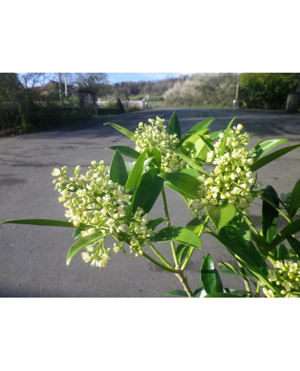 Skimmia confusa x 'Kew Green'