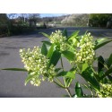 Skimmia confusa x 'Kew Green'