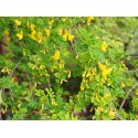 Hippocrepis emerus, Coronille arbustive