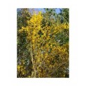 Forsythia intermedia x 'Fiesta'