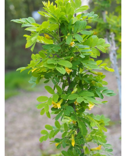 Caragana arborescens - Arbre aux pois