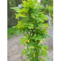 Caragana arborescens - Arbre aux pois