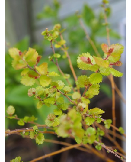 Betula nana 'Golden Treasure' ®