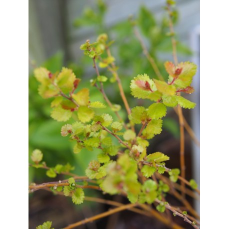 Betula nana 'Golden Treasure' ®