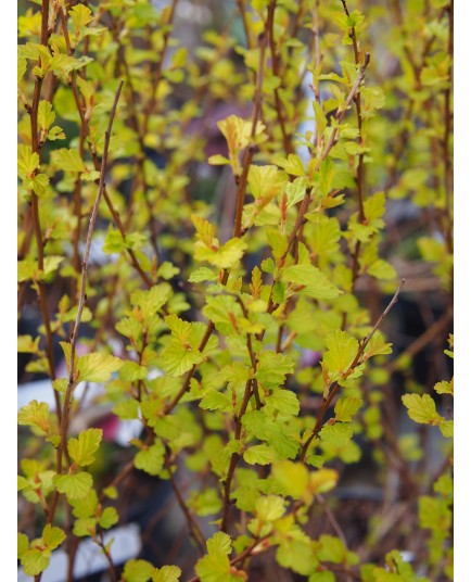 Physocarpus opulifolius 'Rasberry Lemonade' ®