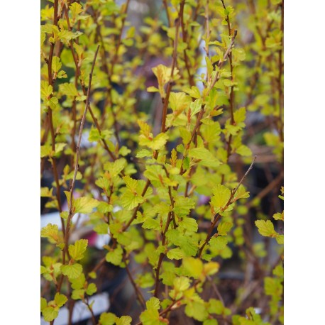 Physocarpus opulifolius 'Rasberry Lemonade' ®