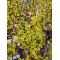 Physocarpus opulifolius 'Rasberry Lemonade' ®