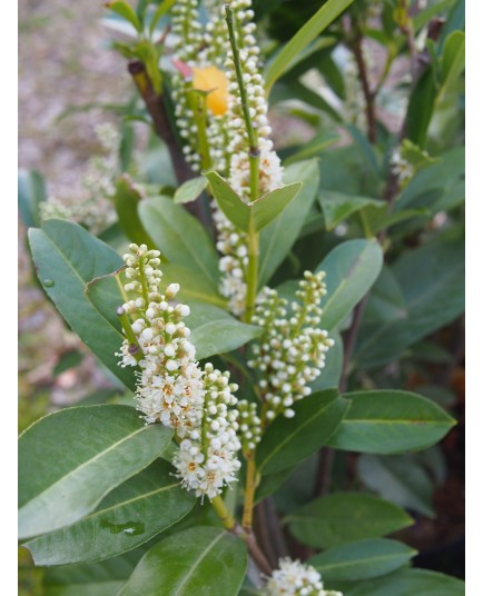 Prunus laurocerasus 'Elly' ®