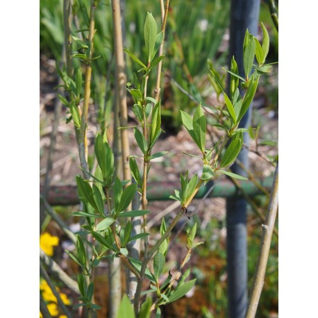 Salix rubra x 'Ulbrich weide'