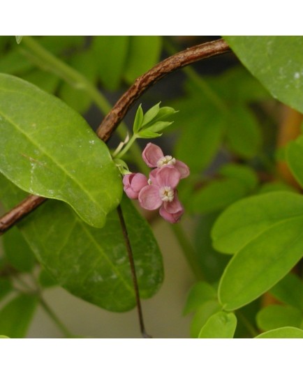 Akebia quinata- Akébie à 5 feuilles