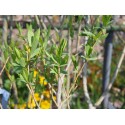 Salix rubra x 'Ulbrich weide'