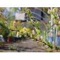 Salix tatrae x rosmarinifolia