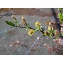 Salix tatrae x rosmarinifolia