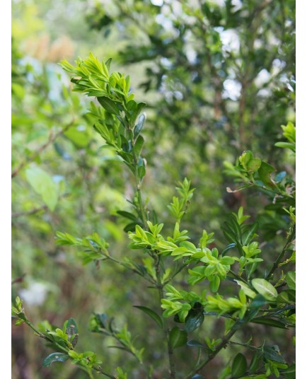 Buxus sempervirens ' Salicifolia'