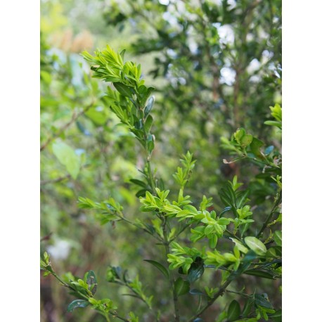 Buxus sempervirens ' Salicifolia'