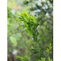 Buxus sempervirens ' Salicifolia'