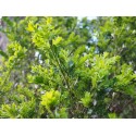 Buxus sempervirens ' Salicifolia'