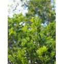 Buxus sempervirens ' Salicifolia'