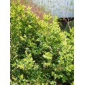 Buxus sempervirens ' Belleville'