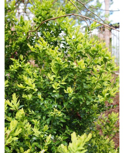 Buxus sempervirens ' Belleville'