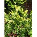 Buxus sempervirens ' Belleville'