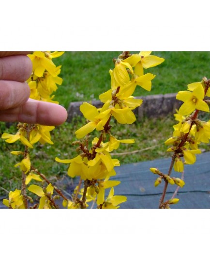 Forsythia intermedia x 'Goldrausch'