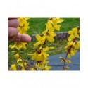 Forsythia intermedia x 'Goldrausch'