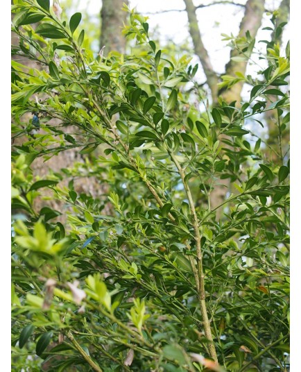 Buxus sempervirens 'Raket'