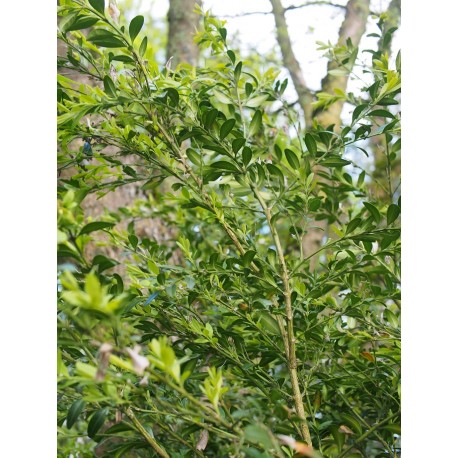 Buxus sempervirens 'Raket'