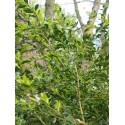 Buxus sempervirens 'Raket'