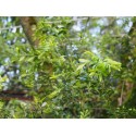 Buxus sempervirens 'Raket'