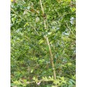 Buxus sempervirens 'Raket'
