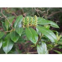 Prunus laurocerasus 'Van Ness' - Laurier-cerise