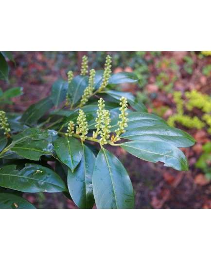 Prunus laurocerasus 'Cherry Brandy'