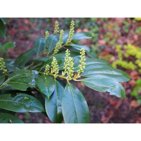 Prunus laurocerasus 'Cherry Brandy'