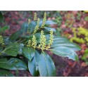 Prunus laurocerasus 'Cherry Brandy'