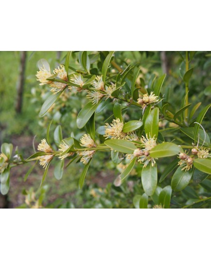 Buxus balearica