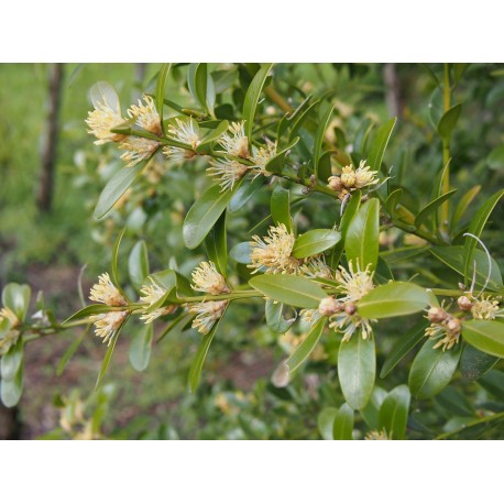 Buxus balearica