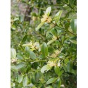 Buxus balearica