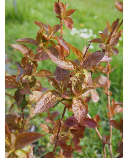 Weigela 'Wings of Fire'